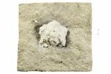 Fossil Crinoid Calyx - Crawfordsville, Indiana #262499-1
